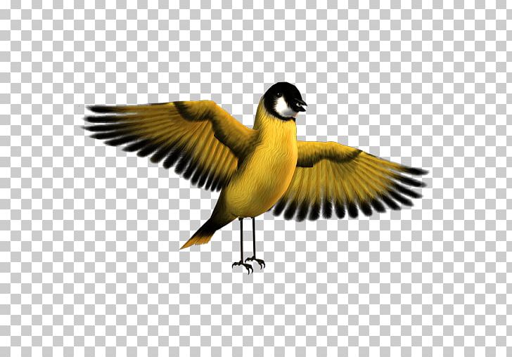 Finch Drawing PNG, Clipart, Beak, Bird, Drawing, Duck, Ducks Geese And Swans Free PNG Download