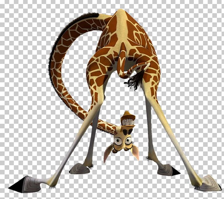 Melman Gloria Alex Giraffe Madagascar PNG, Clipart,  Free PNG Download