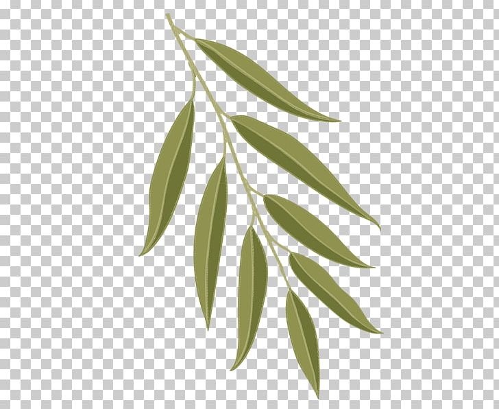 Tree Silver Maple American Sweetgum Leaf Liriodendron Tulipifera PNG, Clipart, American Sweetgum, Branch, Bur Oak, Dogwood, Eastern White Pine Free PNG Download