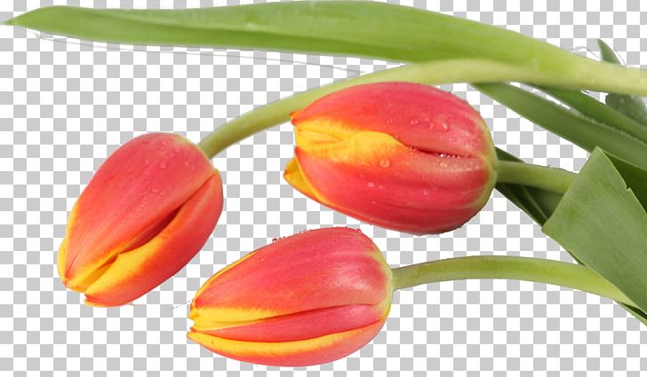Tulip Flower Liliaceae Plant Bud PNG, Clipart, Bud, Family, Flower, Flowering Plant, Flowers Free PNG Download