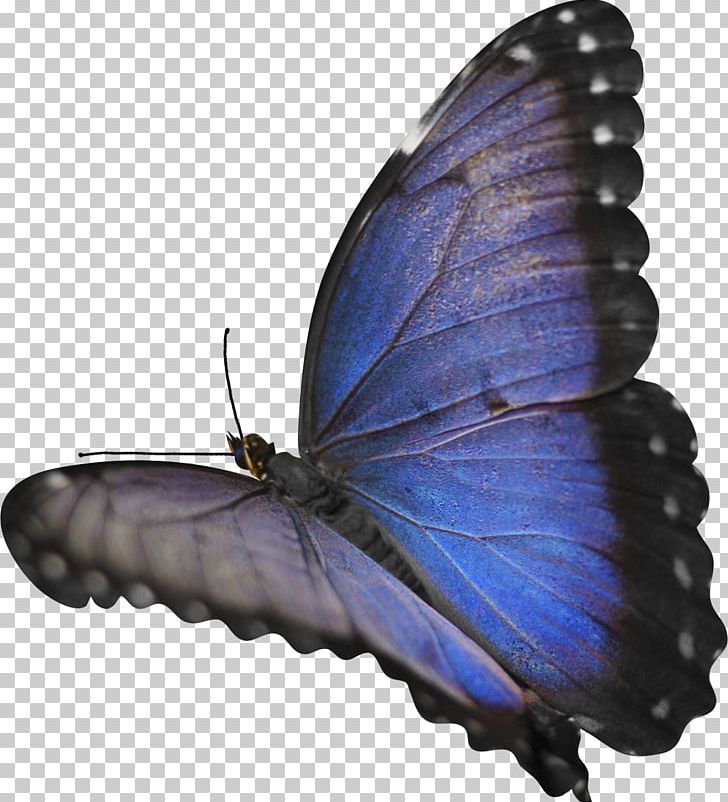 Butterfly Insect Morpho Menelaus PNG, Clipart, Arthropod, Blue, Blue Butterfly, Brush Footed Butterfly, Butterflies And Moths Free PNG Download