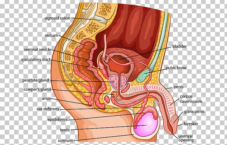 The The Female Reproductive System Anatomical Chart