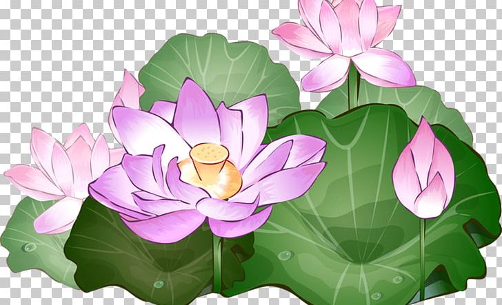 Nelumbo Nucifera Desktop PNG, Clipart, Annual Plant, Aquatic Plant, Desktop Wallpaper, Egyptian Lotus, Flora Free PNG Download