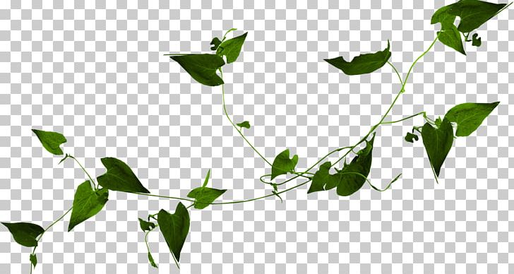 Lion Flowering Plant Plant Stem PNG, Clipart, Branch, Facebook, Facebook Inc, Flora, Flower Free PNG Download