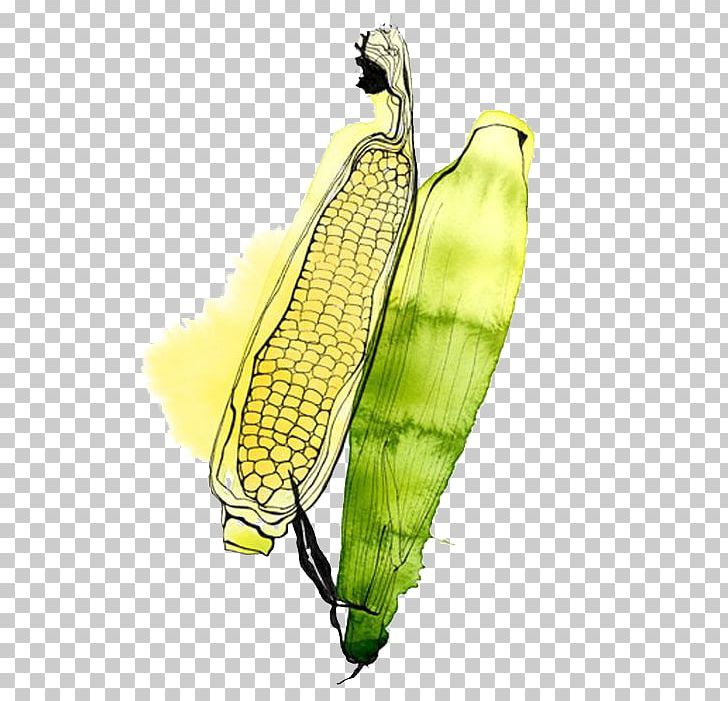 Watercolor Painting Illustrator Fruit Illustration PNG, Clipart, Banana, Banana Family, Cartoon, Cartoon Corn, Commodity Free PNG Download