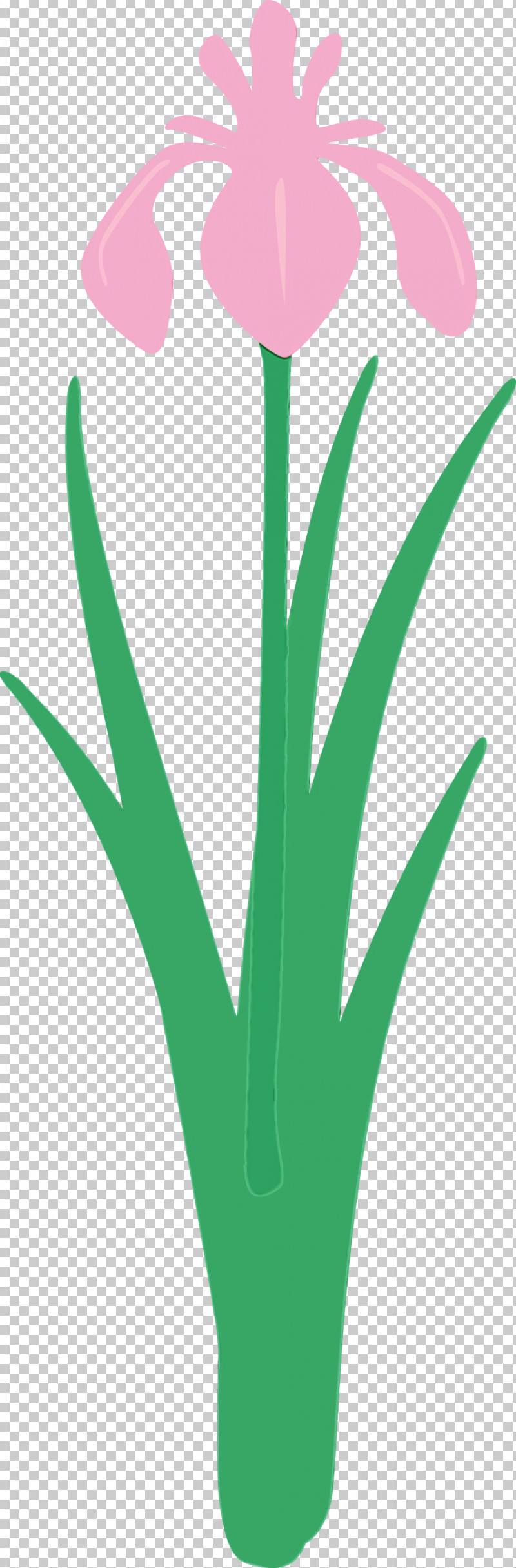 Green Leaf Grass Grass Family Plant PNG, Clipart, Aloe, Grass, Grass Family, Green, Iris Flower Free PNG Download