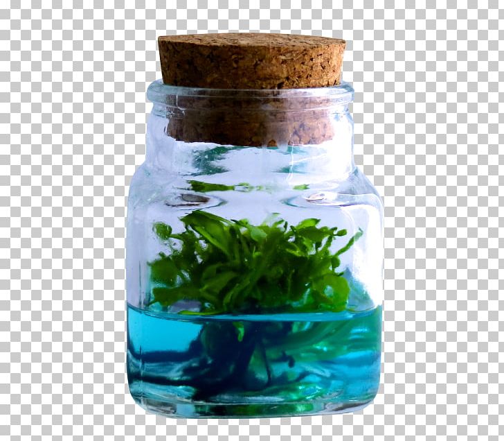 Venus Flytrap Terrarium Droseraceae Glass Bottle PNG, Clipart, Bottle, Cube, Drinkware, Droseraceae, Dwelling Free PNG Download