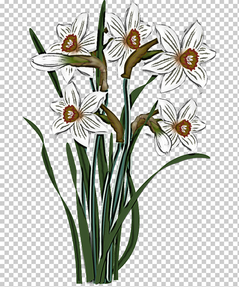 Flower Plant Narcissus Pedicel Plant Stem PNG, Clipart, Amaryllis Family, Flower, Narcissus, Pedicel, Petal Free PNG Download