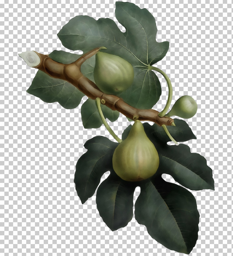 Fruit Tree PNG, Clipart, Common Fig, Fig, Fruit, Fruit Tree, Gin Free PNG Download
