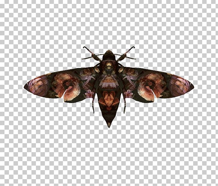Moth Insect Wing PNG, Clipart, Arthropod, Butterfly, Fauna, Fig Printing, Fly Free PNG Download