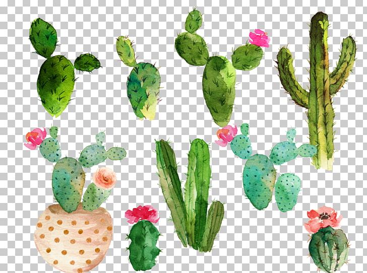 Cactaceae Watercolor Painting Drawing PNG, Clipart, Cactus, Caryophyllales, Collection, Flower, Flower Bouquet Free PNG Download