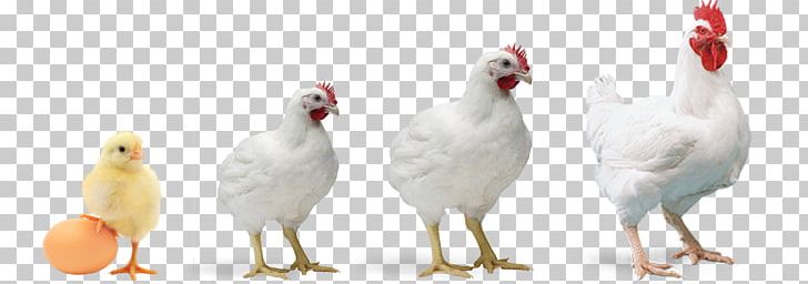 Rooster Chicken Broiler Poultry Farming PNG, Clipart, Animals, Battery Cage, Beak, Bird, Broiler Free PNG Download