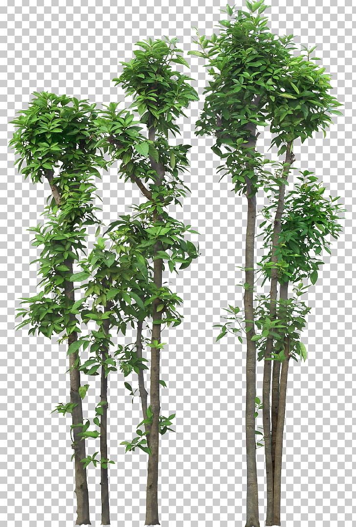 Shrub Tree Rendering PNG, Clipart, Architectural Rendering, Branch, Clip Art, Download, Drawing Free PNG Download