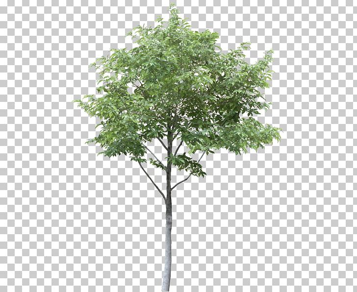 Tree PNG, Clipart, Albero, Branch, Drawing, Leaf, Nature Free PNG Download