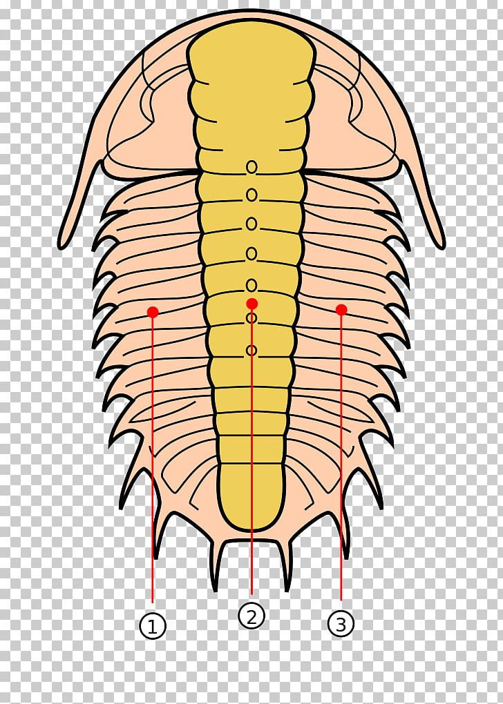 Trilobite Lobes Of The Brain Fossil Pygidium PNG, Clipart, Anatomy, Area, Arthropod, Artwork, Cambrian Free PNG Download