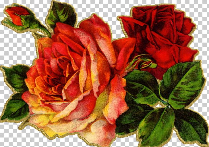 Vintage Clothing Antique Flower PNG, Clipart, Annual Plant, Centifolia Roses, China Rose, Cut Flowers, Floral Design Free PNG Download