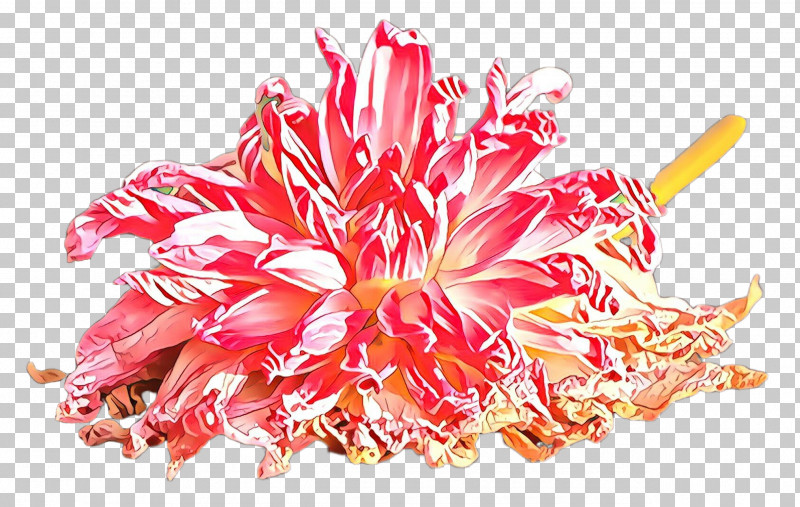 Pink Plant Flower Protea Family PNG, Clipart, Flower, Pink, Plant, Protea Family Free PNG Download