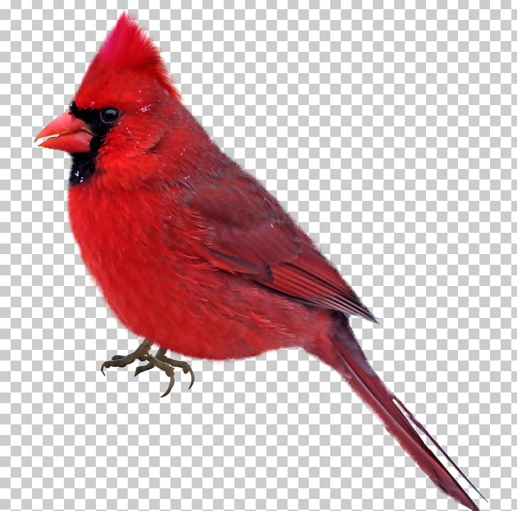 Bird Northern Cardinal PNG, Clipart, Animals, Beak, Bird, Cardinal, Desktop Wallpaper Free PNG Download