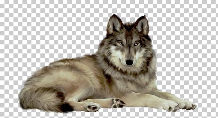 Gray Wolf PNG, Clipart, April, Canis Lupus Tundrarum, Carnivoran, Computer Icons, Czechoslovakian Wolfdog Free PNG Download