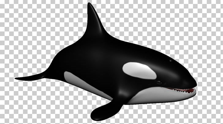 Killer Whale Dolphin Porpoise Cetacea Aquatic Animal PNG, Clipart, Animals, Aquatic Animal, Black, Black M, Cetacea Free PNG Download
