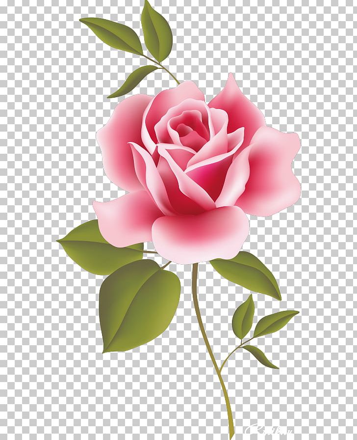 Rose Pink PNG, Clipart, Art, Camellia, China Rose, Cut Flowers, Desktop Wallpaper Free PNG Download