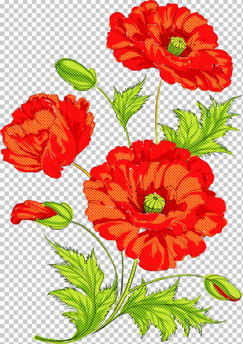Flower Red Plant Petal Cut Flowers PNG, Clipart, Coquelicot, Corn Poppy, Cut Flowers, Flower, Oriental Poppy Free PNG Download