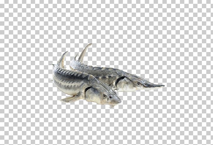 Beluga White Sturgeon Sterlet Stock Photography Fish PNG, Clipart, Animals, Beluga, Beluga Caviar, Bony Fish, Fauna Free PNG Download