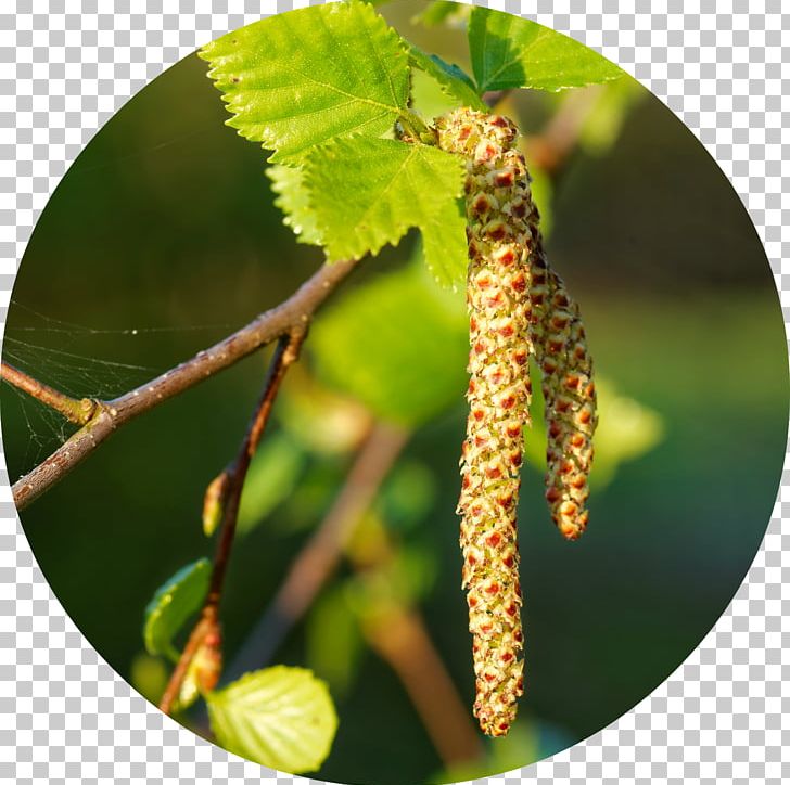 Betula Lenta Catkin Pollen Silver Birch Birch Bark PNG, Clipart, Bark, Betula Alleghaniensis, Betula Lenta, Betula Populifolia, Birch Free PNG Download