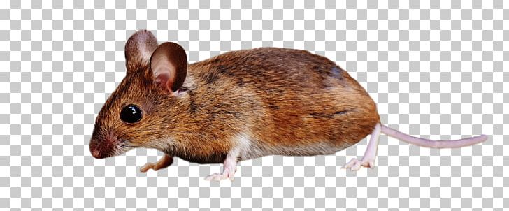 Brown Rat Rodent Rats And Mice Mouse Squirrel PNG, Clipart, Animals, Black Rat, Brown Rat, Computer Mouse, Fauna Free PNG Download