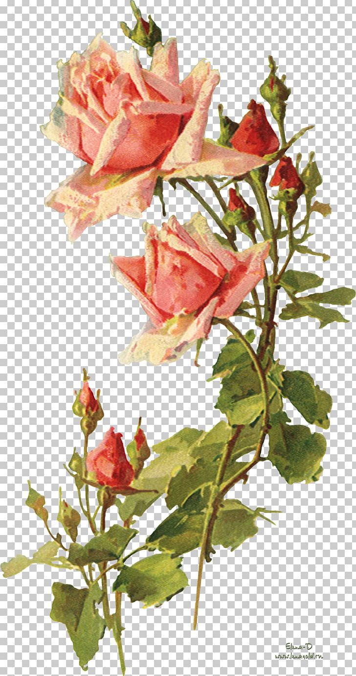 Garden Roses Flower Vintage Clothing PNG, Clipart, Cut Flowers, Decoupage, Flora, Floral Design, Floristry Free PNG Download