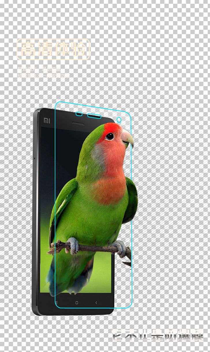 IPhone 6 IPhone 7 IPhone 5s Photographic Film Telephone PNG, Clipart, Beak, Bird, Birds, Cell Phone, Fauna Free PNG Download