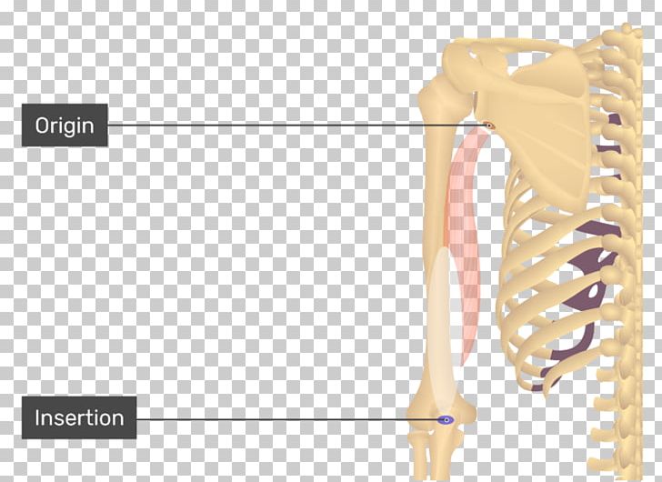 Triceps Brachii Muscle Biceps Origin And Insertion Anatomy Teres Major Muscle PNG, Clipart, Anatomy, Arm, Biceps, Gastrocnemius Muscle, Hip Free PNG Download