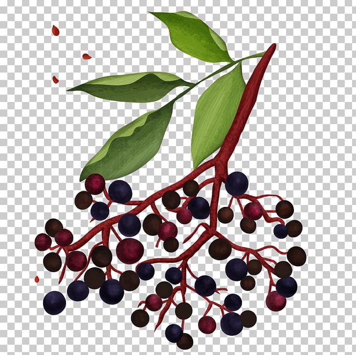 Western Soapberry Pink Peppercorn Soapberry Family Miracle Wood PNG, Clipart, Auglis, Berry, Bilberry, Branch, Cherry Free PNG Download