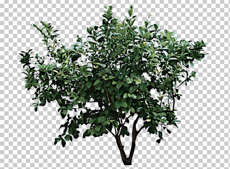 Flower Plant Tree Woody Plant Branch PNG, Clipart, Branch, Flower, Leaf, Mock Orange, Plant Free PNG Download