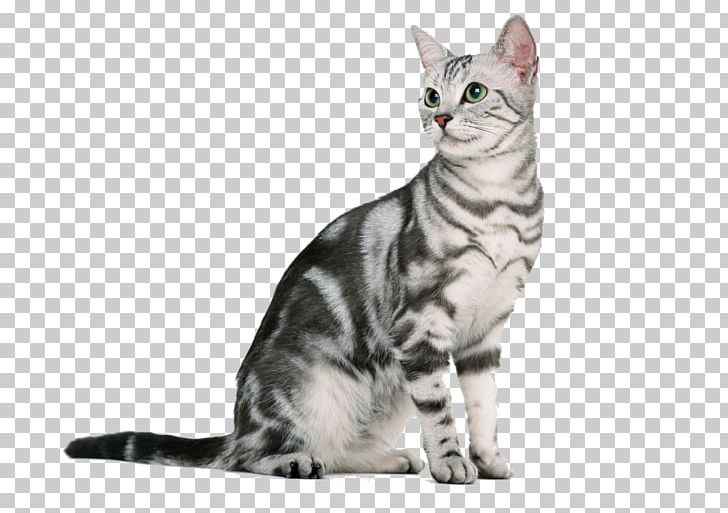 American Shorthair British Shorthair American Bobtail Ragdoll Kitten PNG, Clipart, American Wirehair, Animal, Animals, Asian, Bengal Free PNG Download