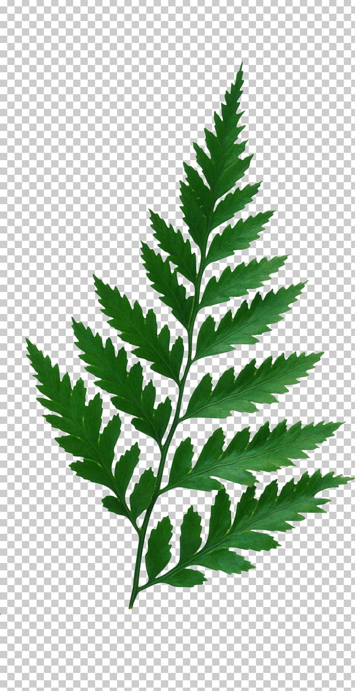 Leaf Plant Albom PNG, Clipart, Albom, Branch, Clip Art, Download, Fern Free PNG Download