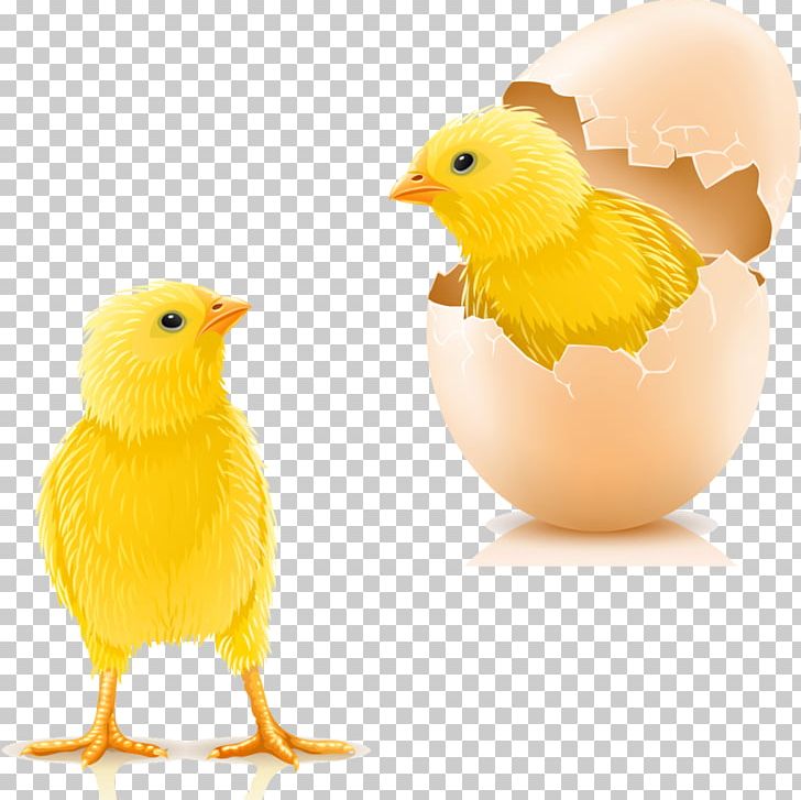 Photography Egg PNG, Clipart, Banco De Imagens, Beak, Bird, Chicken, Civciv Free PNG Download