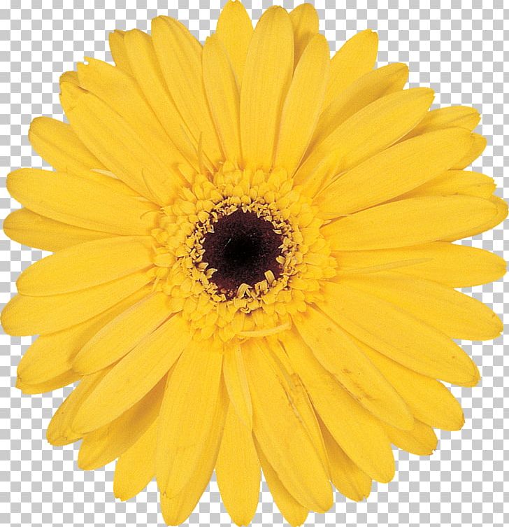Stock Photography Transvaal Daisy PNG, Clipart, Calendula, Chrysanths, Color, Common Daisy, Cut Flowers Free PNG Download