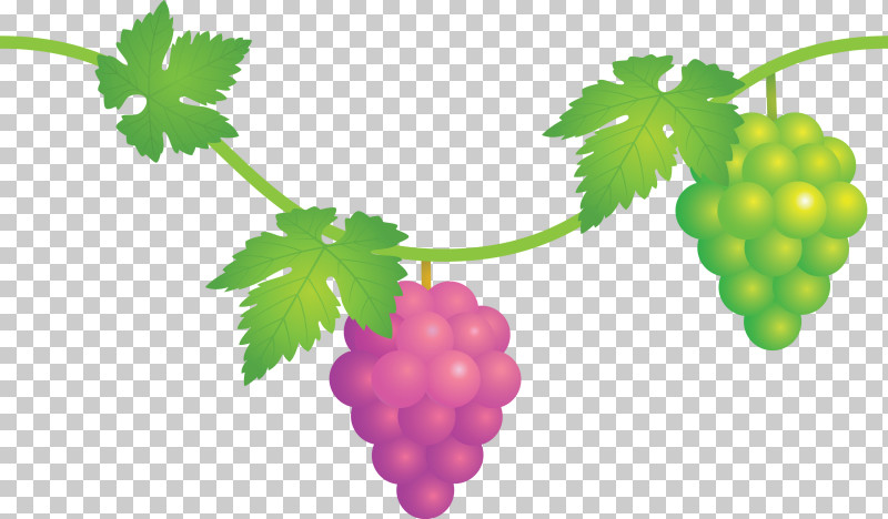 Grape Grapes Fruit PNG, Clipart, Berry, Currant, Flower, Food, Fruit Free PNG Download