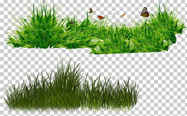 RAR PNG, Clipart, Download, Grass, Grass Family, Green, Image Resolution Free PNG Download