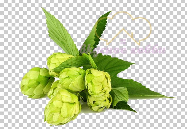 Beer Brewing Grains & Malts Hops Common Hop PNG, Clipart,  Free PNG Download