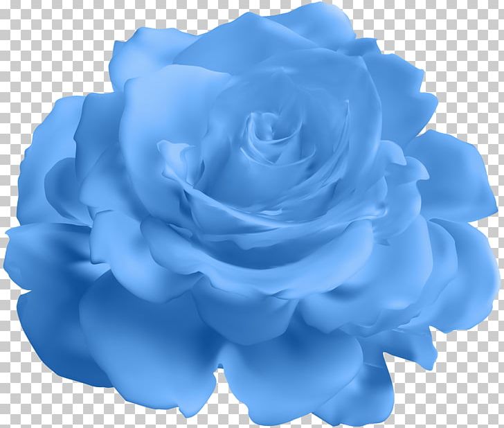 Blue Rose Garden Roses Cabbage Rose PNG, Clipart, Blue, Blue Rose, Cabbage Rose, Clip Art, Cobalt Blue Free PNG Download
