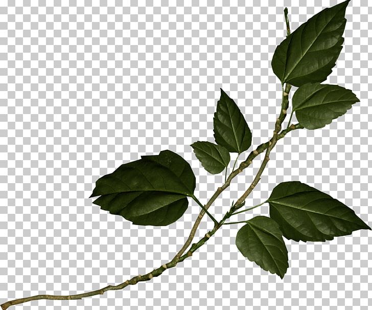 Leaf PNG, Clipart, Background Green, Branch, Clip Art, Dark Green, Decoration Free PNG Download