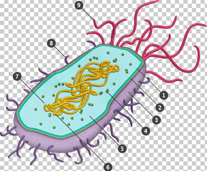 Prokaryote Eukaryote Bacterial Cell Structure Cell Nucleus PNG, Clipart, Area, Artwork, Bacteria, Bacterial Cell Structure, Biology Free PNG Download