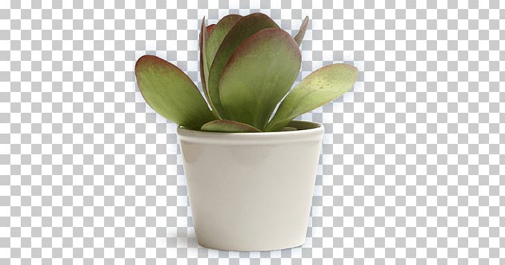 Succulent Plant Kalanchoe Tetraphylla Houseplant Rosette PNG, Clipart, Bud, Cape Jasmine, Flowerpot, Food Drinks, Graptopetalum Amethystinum Free PNG Download