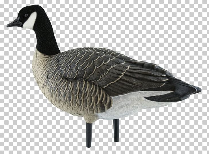 Canada Goose Canada Goose Decoy Duck PNG, Clipart, 6 Pack, Animals, Anseriformes, Avian, Beak Free PNG Download