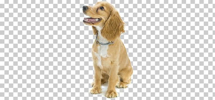 Dogs PNG, Clipart, Dogs Free PNG Download