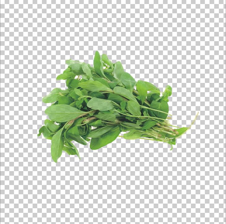 Marjoram Herb Basil Oregano Parsley PNG, Clipart, Aromatic Herbs, Arugula, Basil, Celery, Food Free PNG Download