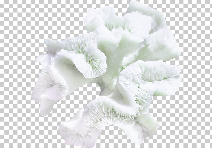 Miscellaneous White Photography PNG, Clipart, Clip Art, Computer Icons, Coral, Cut Flowers, Flower Free PNG Download