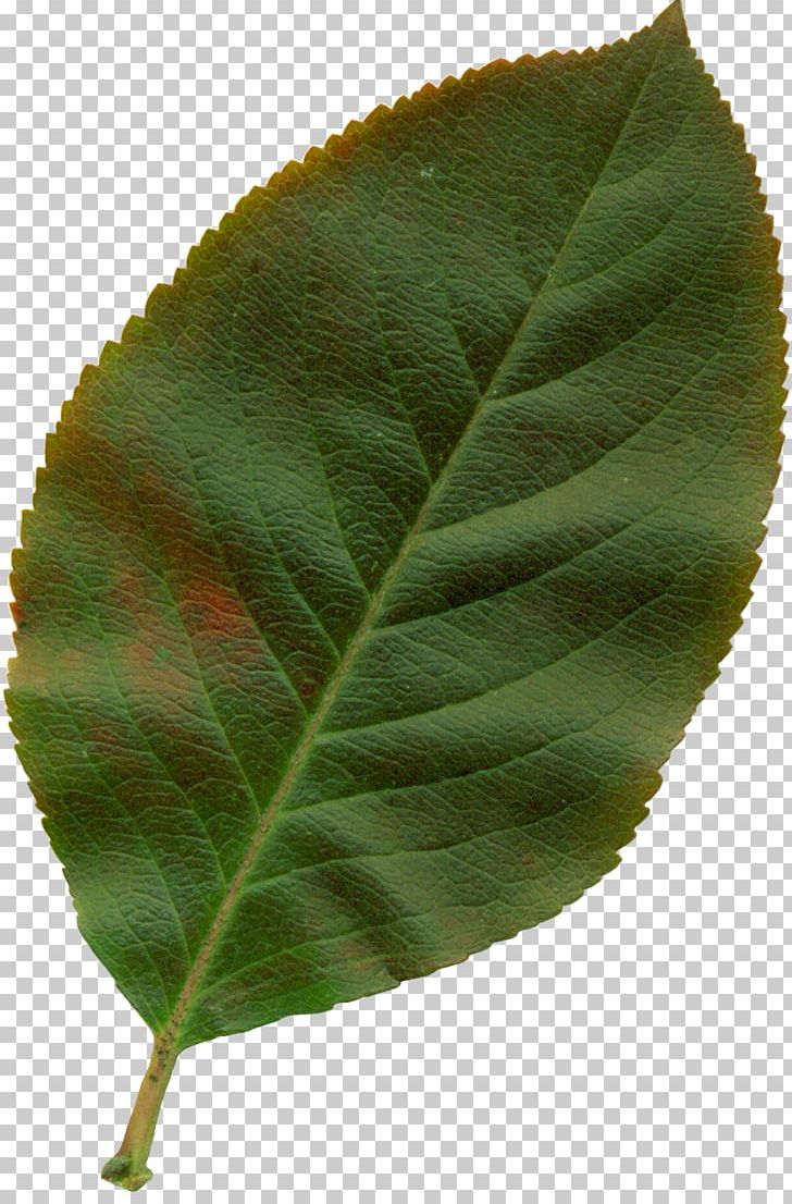 Autumn Leaf Color Plant PNG, Clipart, Autumn, Autumn Leaf Color, Elm Family, Leaf, Nature Free PNG Download